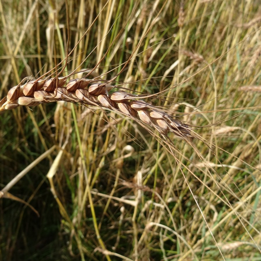 Weizenvielfalt und Weizenähre