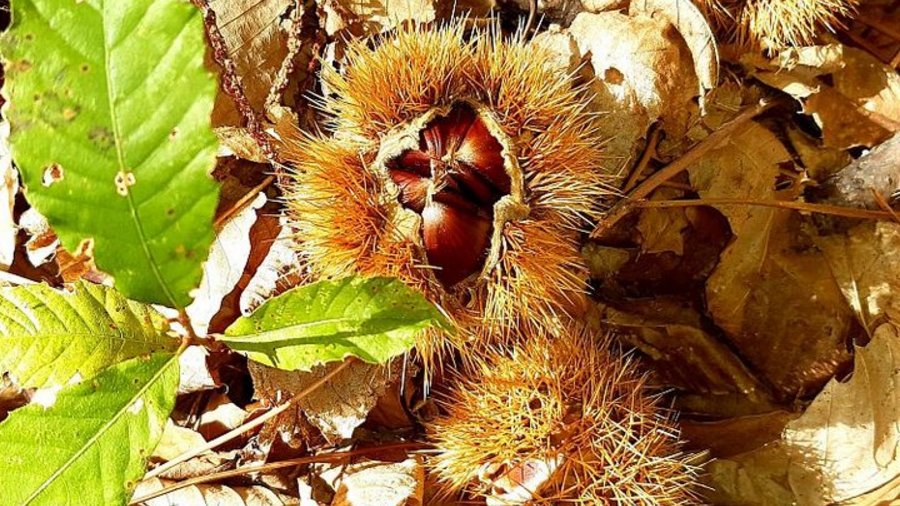 Eine geöffnete Esskastanie liegt auf dem braunen Waldboden.Mausklick führt zur vergrößerten Ansicht.
