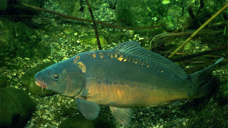 Ein Karpfen schwimmt seitlich vor dem Grund eines Teiches.