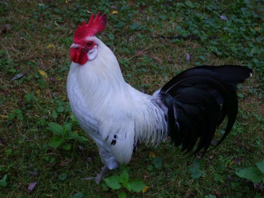 Native chicken breed: Ostfriesische Möwe, Click leads to enlarged view.