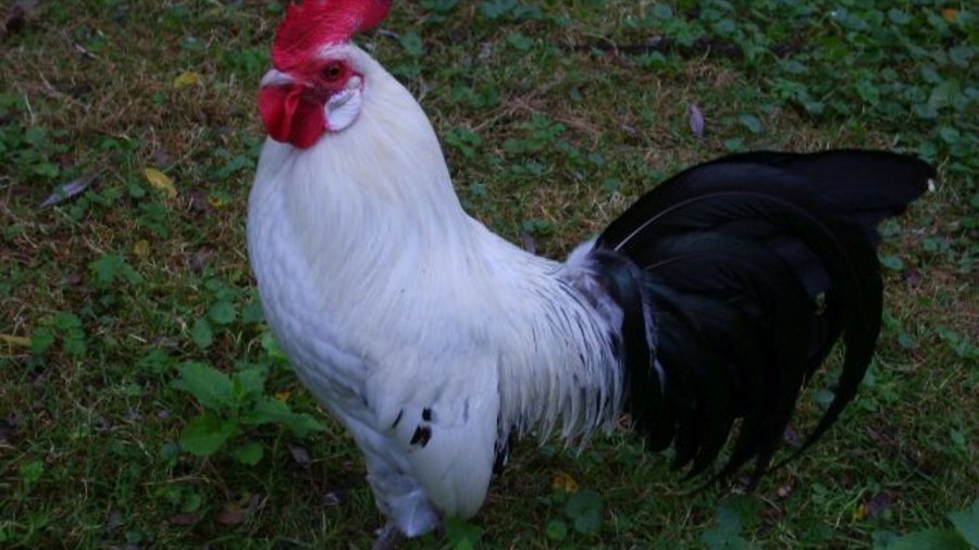 Native chicken breed: Ostfriesische Möwe, Click leads to enlarged view.