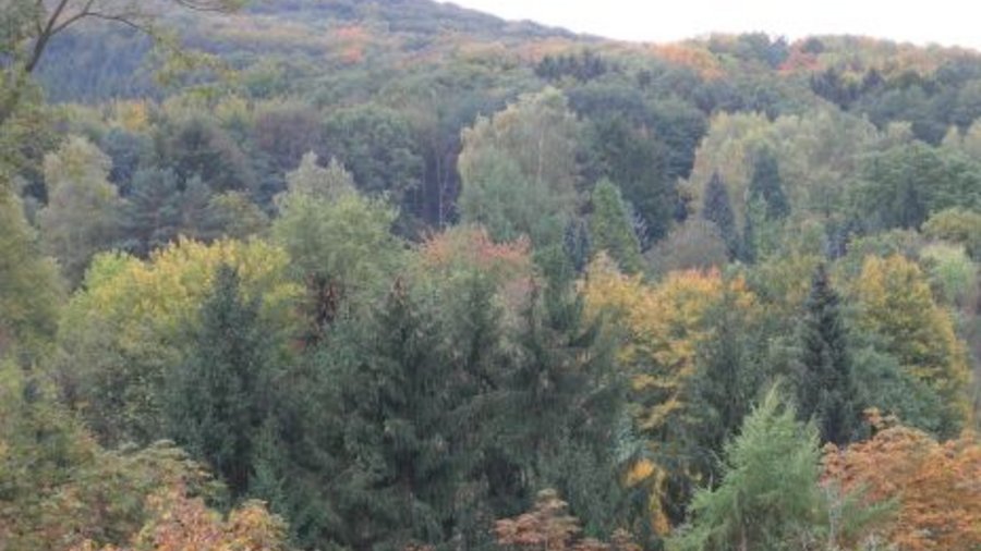 Herbstlaub im Wald. Mausklick führt zu einer vergrößerten Ansicht.