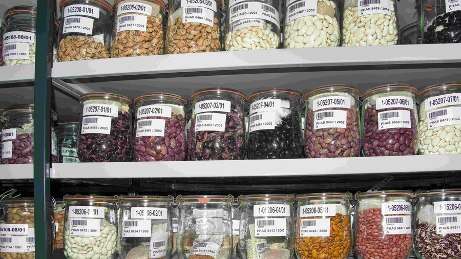 Einige verschiedene Saatgutproben in Gläsern