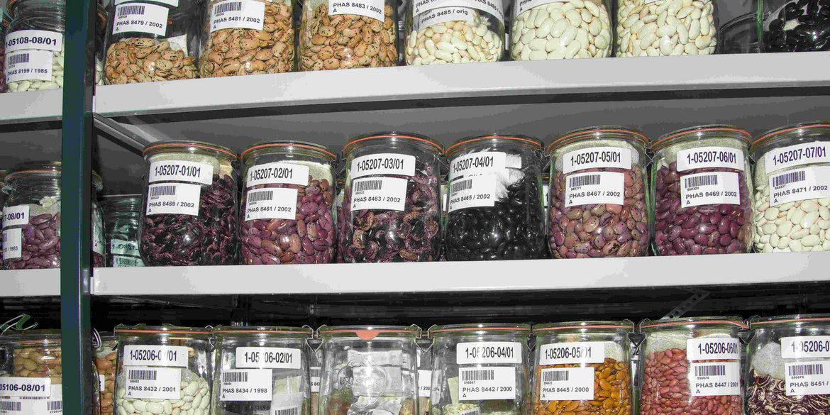 Einige verschiedene Saatgutproben in Gläsern