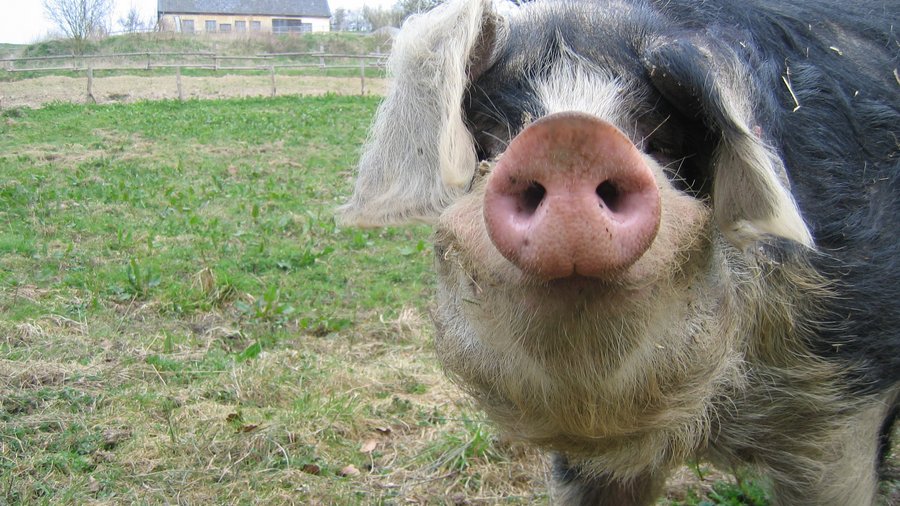 Bentheimer Schwein