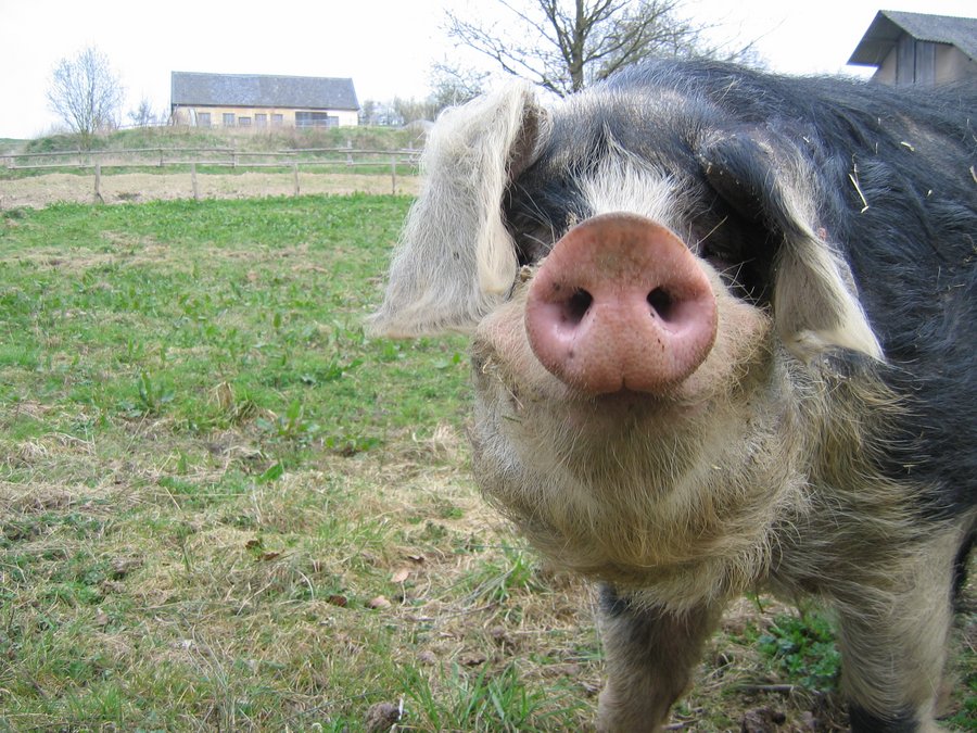 [Translate to en:] Bentheimer Schwein