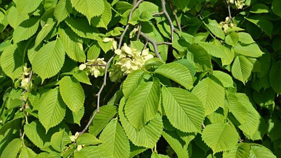 Leaves of elm tree. Mouse click leads to enlarged view 