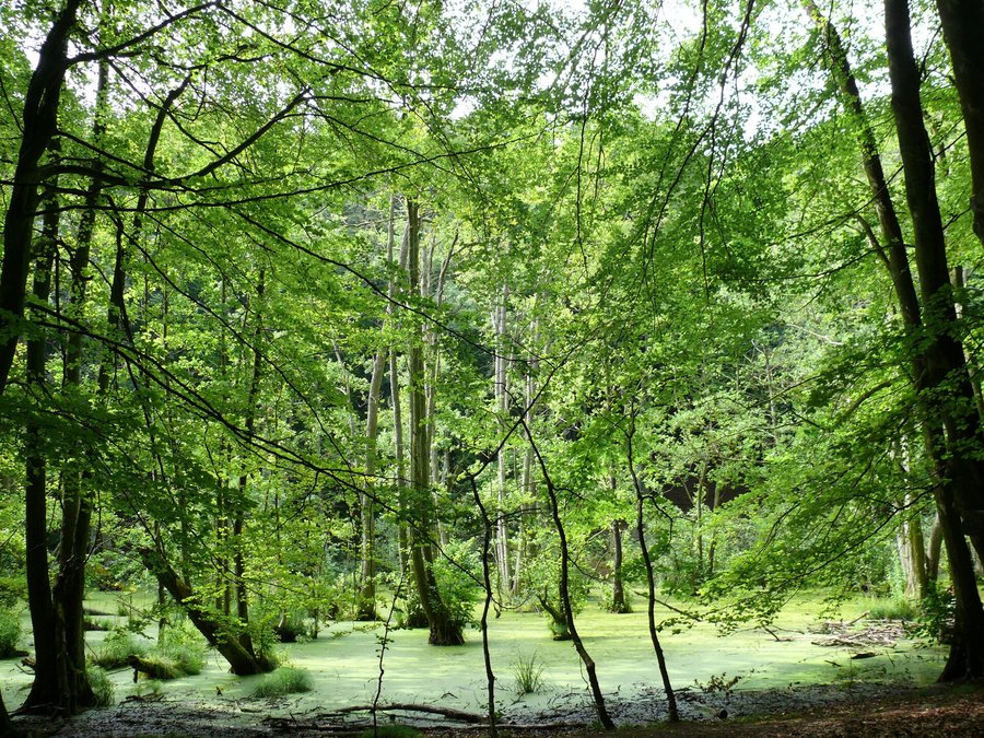 Das Bild zeigt ein Moor im Wald.