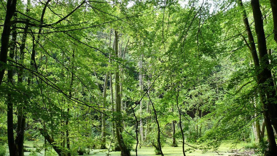 Das Bild zeigt ein Moor im Wald.