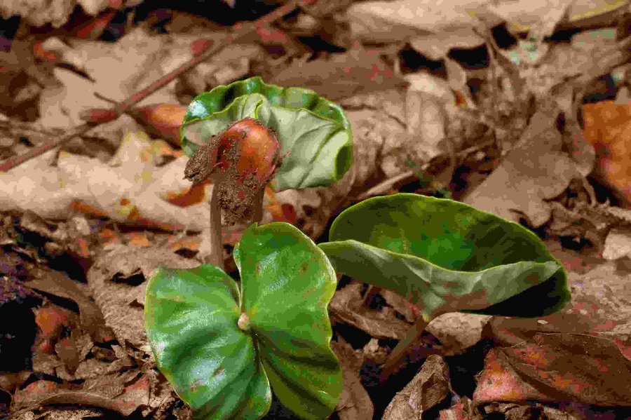 Beech sprout