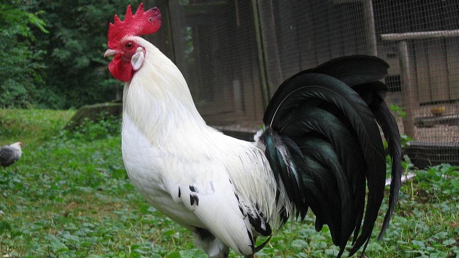 Hahn der Rasse Ostfriesische Möwe. Mausklick führt zu einer vergrößerten Ansicht.