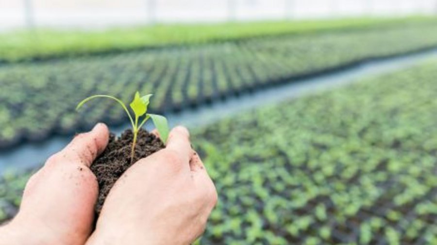 Hand holding seedling in greenhouse. Click leads to enlarged view.