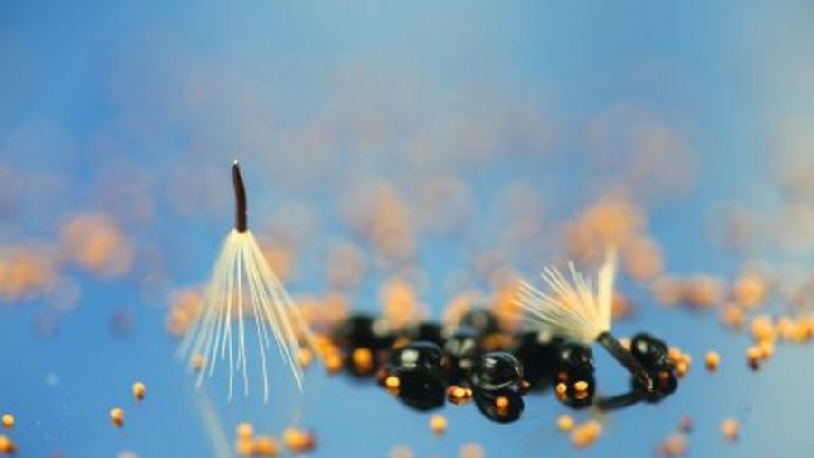 Seeds of wild plants. Mouse click leads to enlarged view.