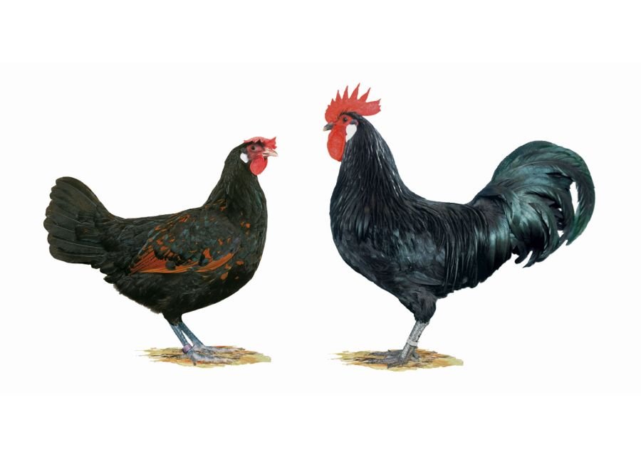 Zeichnungen von einer Henne und einem  Hahn. Beide haben ein schwarzes Gefieder.