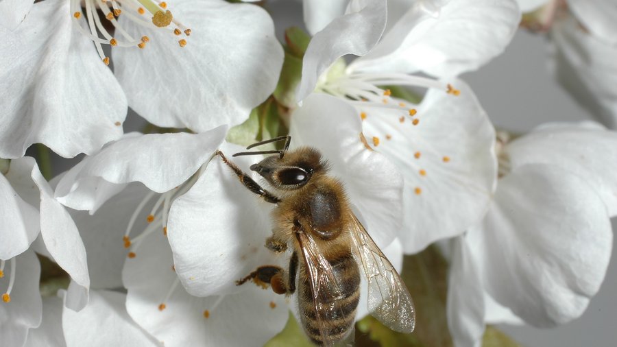 Honey Bee on Cherry Blossom