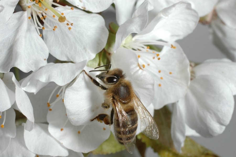 Honigbiene an Kirschblüte