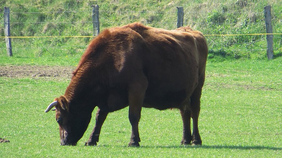 Ein braunrotes Rind mit Hörnern grast auf einer Weide.