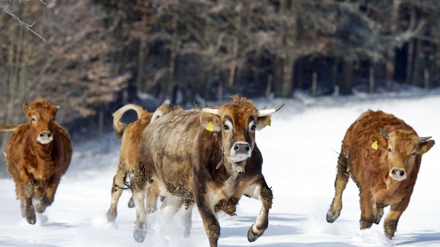 Vier braune Rinder galoppieren über eine schneebedeckte Weide.