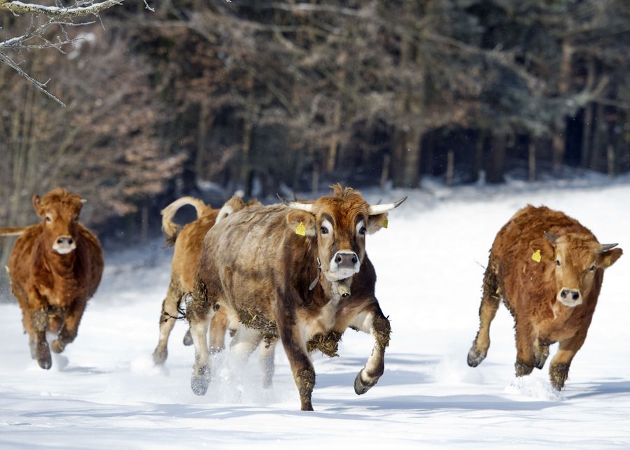 Vier braune Rinder galoppieren über eine schneebedeckte Weide.