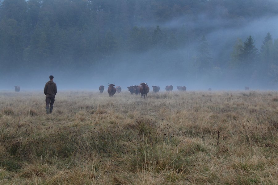 Rinder im Morgengrauen auf einer Weide