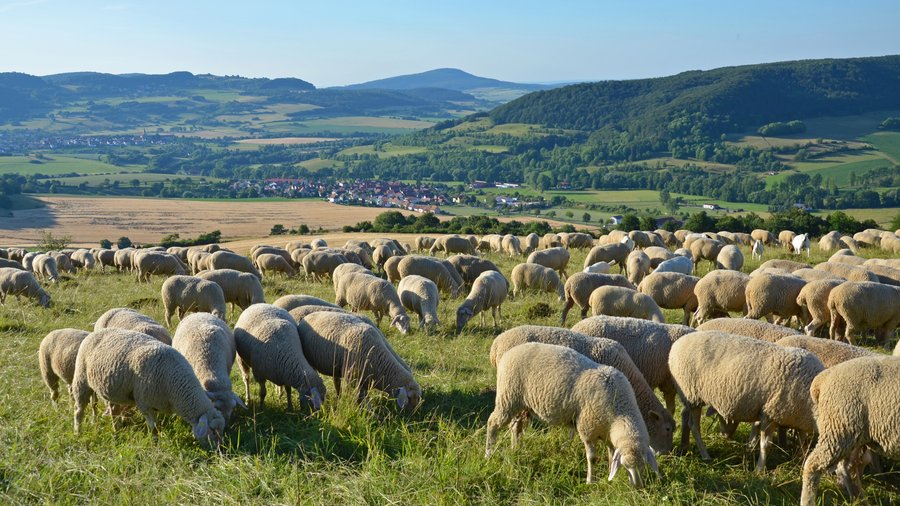 Das Bild zeigt eine Herde Rhönschafe in einer strukturierten Agrarlandschaft