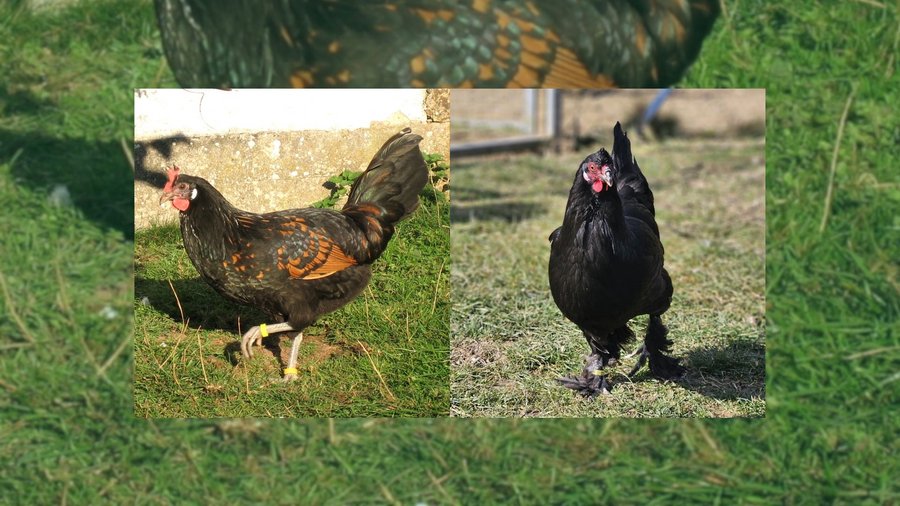 Auf dem Bild sieht man eine Henne der Rasse Bergischer Kräher und eine Henne der Rasse Breda draußen im Gras.