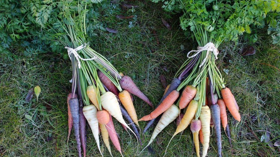Verschiedenfarbige Möhren in lila, orange, weiß und gelb liegen auf Gras