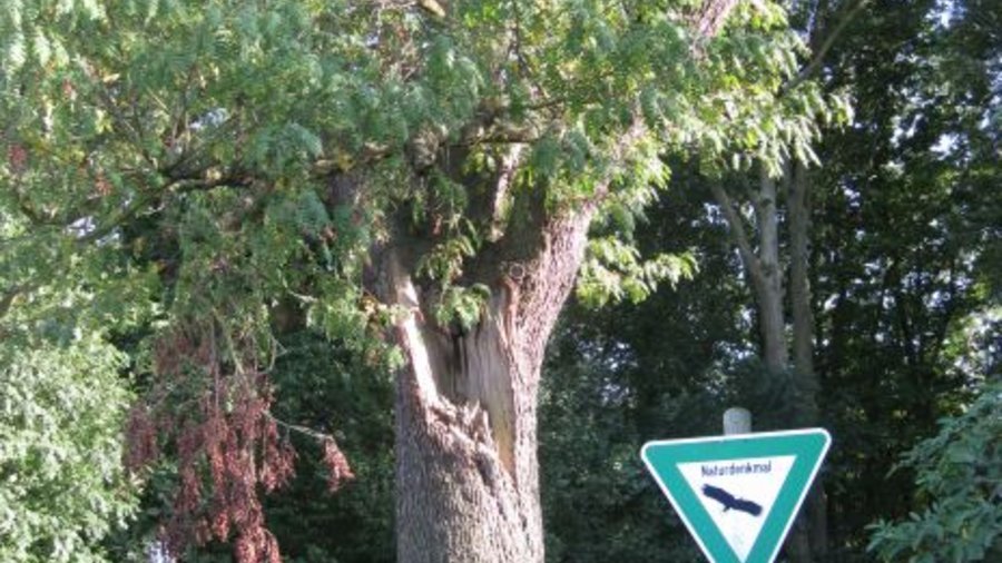 Speierling-Baum in einem Landschaftsschutzgebiet. Mausklick führt zu einer vergrößerten Ansicht.