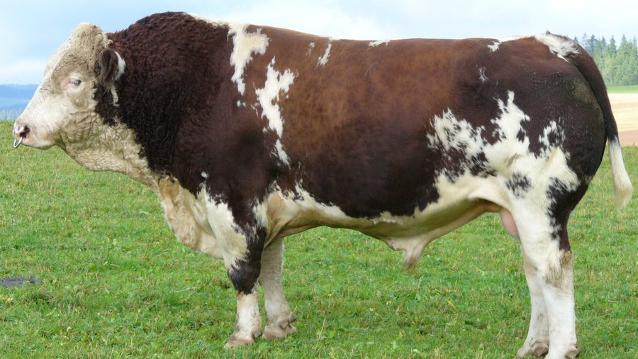 Cattle on pasture