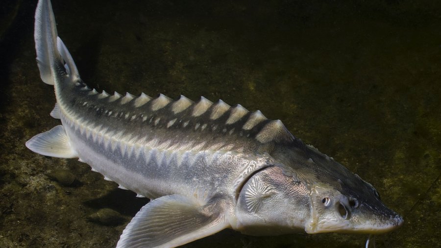 Baltischer Stör