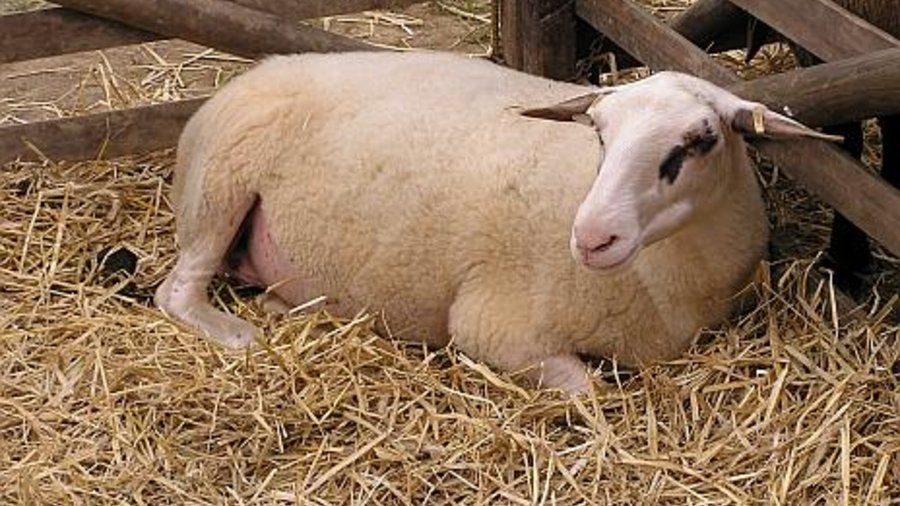 Bentheimer sheep lying in straw. Mouse click leads to enlarged view.