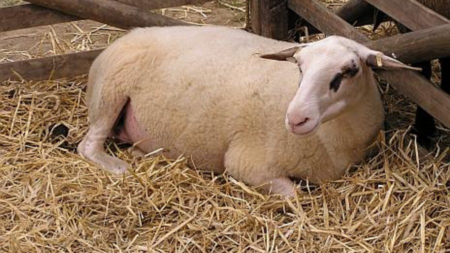 Im Stroh liegendes Bentheimer Landschaf. Mausklick führt zur vergrößerten Ansicht.