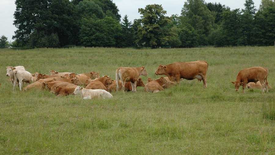Das Bild zeigt eine Herde Glanrinder, die in der Wahner Heide Landschaftspflege betreiben und grasen.