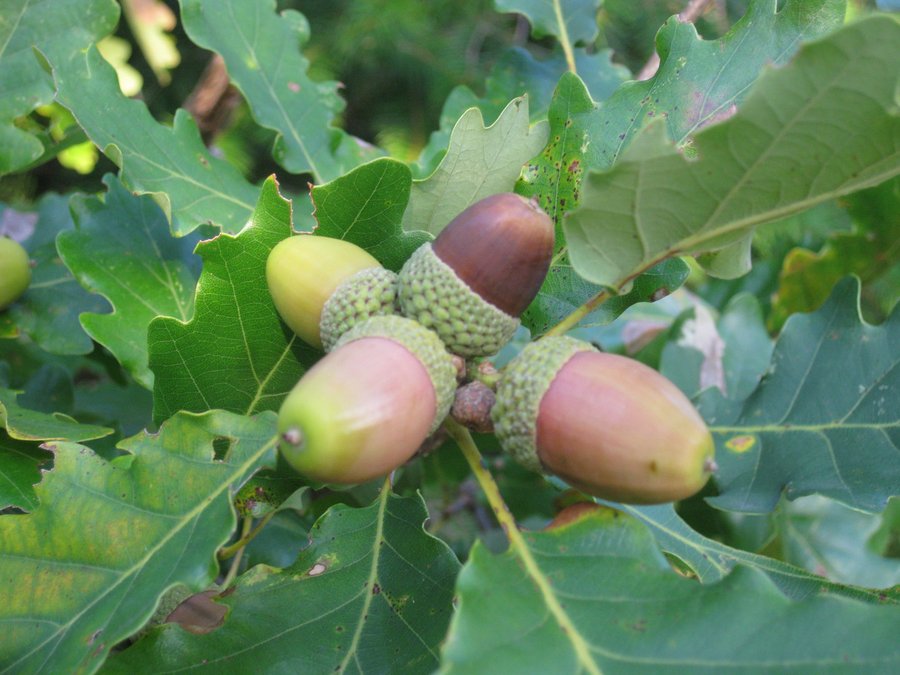 Eicheln am Baum