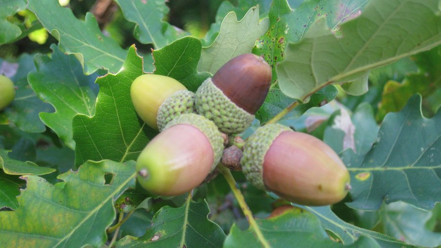 Eicheln am Baum