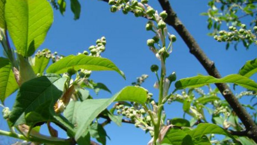 European Bird Cherry Leaves and Flowers. Click leads to enlarged view