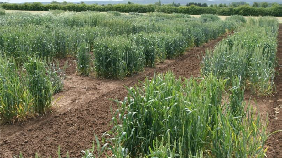 Field trial with wheat and barley Click leads to enlarged view