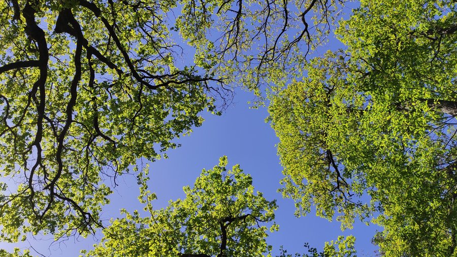 Baumkronen vor blauem Himmel