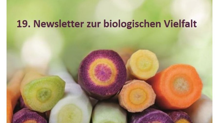Verschiedenfarbige Möhren liegen angeschnitten übereinander. Es sind lilane, orange, gelbe und weiße Möhren. Mausklick führt zur vergrößerten Ansicht.