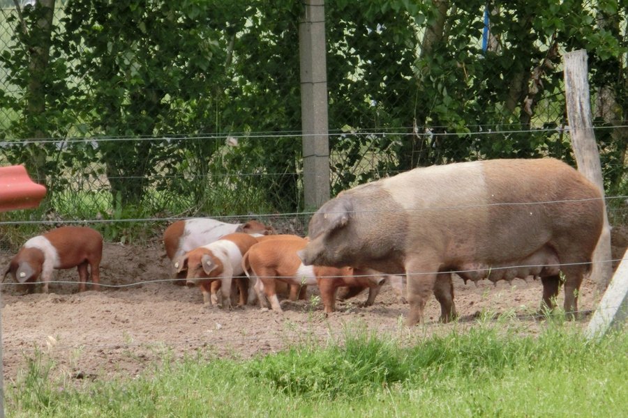 Eine braun-weiß gescheckte Sau steht mit ihren rot-weißen Ferkeln auf einer Weide.