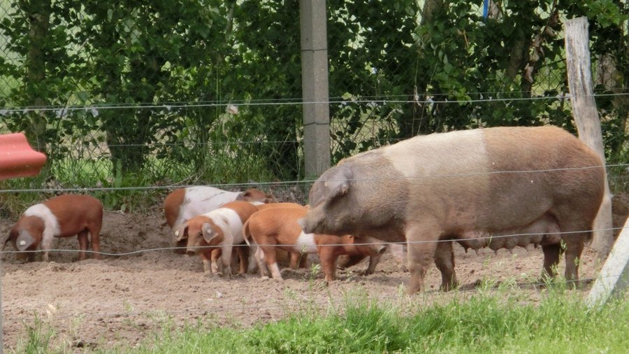 Eine braun-weiß gescheckte Sau steht mit ihren rot-weißen Ferkeln auf einer Weide.