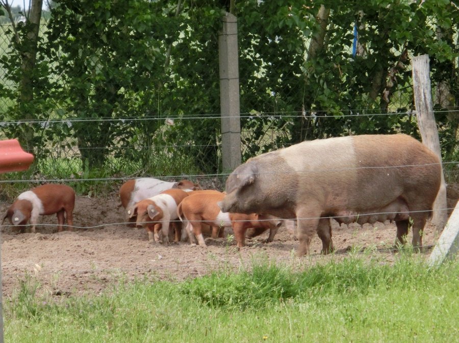 Eine braun-weiß gescheckte Sau steht mit ihren rot-weißen Ferkeln auf einer Weide.