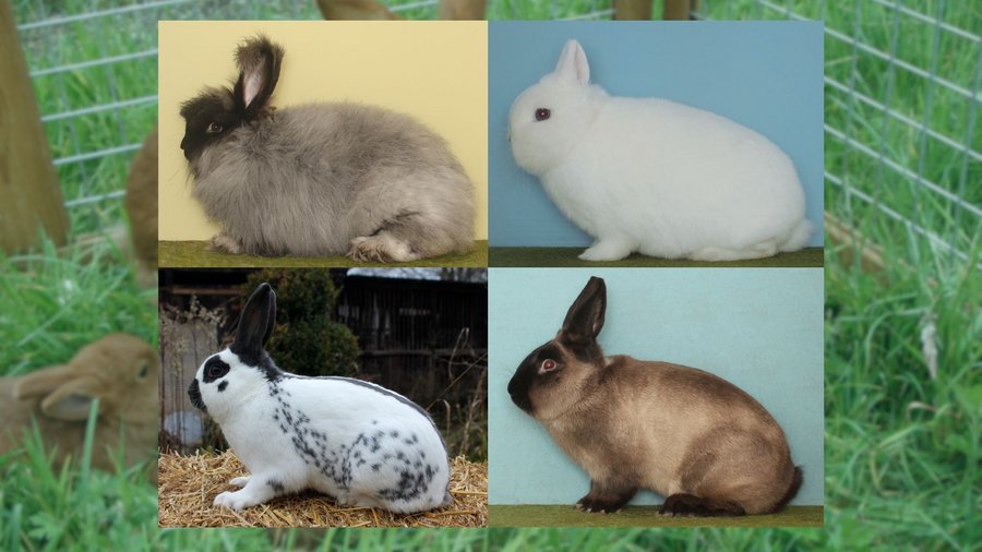 Das Bild zeigt die vier Kaninchenrassen Angora, Hermelin, Englische Schnecke und Marderkaninchen.