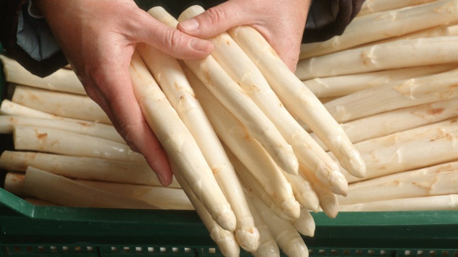 Das Bild zeigt einen Bund weißen Spargel gehalten in zwei Händen. Im Hintergrund ein eine Kiste mit mehr Spargel zu sehen.