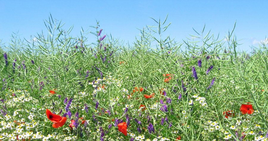 Wildblumenwiese