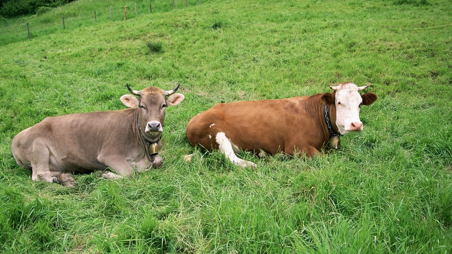 Ein Braunvieh und ein Fleckvieh Rind liegen auf einer Wiese