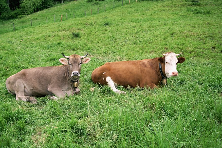 Zwei Kühe liegen auf der Weide