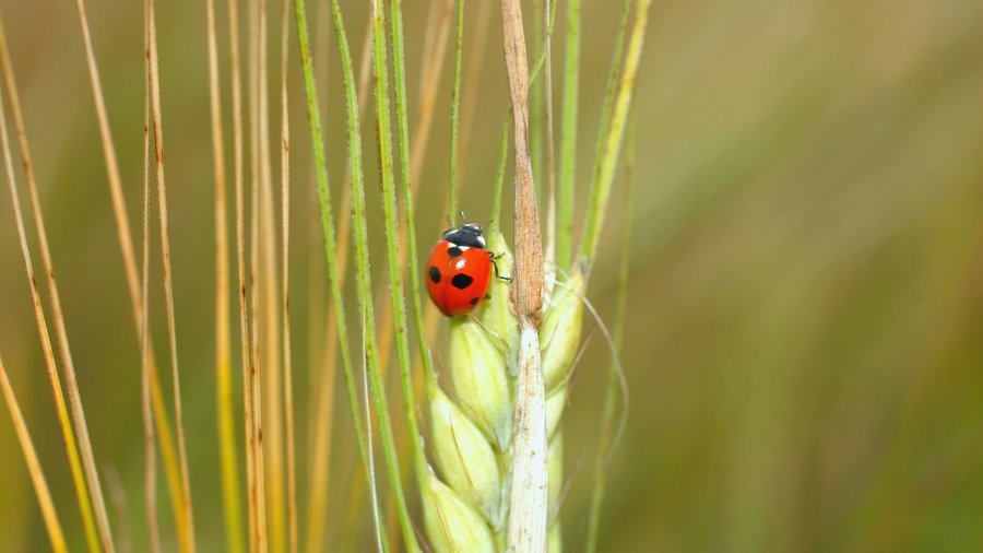 Ladybird with barley