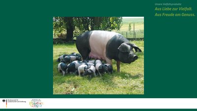 Das Bild zeigt eine Muttersau vom Schwäbisch Hällischen Schwein mit vielen kleinen Ferkeln an ihrer Seite.