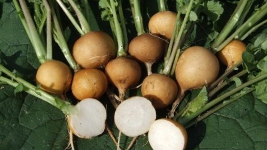Historical variety of radish: yellow round. Mouse click leads to an enlarged view. 